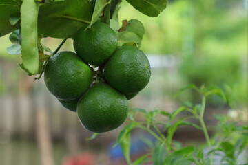 Lots of lime in garden