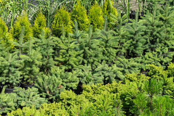 Fototapeta premium Young evergreen bushes and trees in pots in the open air, plants in the garden center. Garden store center with many young coniferous bushes and trees.