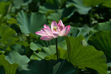 pink lotus flower