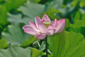 pink lotus flower