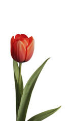 Fototapeta premium Vibrant red tulip with green leaves on a white background, perfect for spring themes, botanical designs, and floral arrangements, png transparent, no background