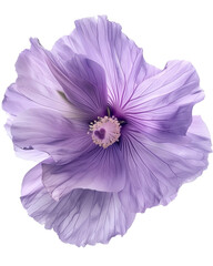 Obraz premium Vibrant purple hibiscus flower with delicate petals and intricate center, png transparent, no background