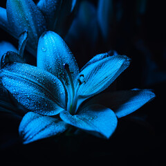 Lily Orange Flowers - (Lilium Bulbiferum).