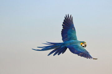 Beautiful Blue and Gold Macaw parrot flying in the sky. Free flying bird