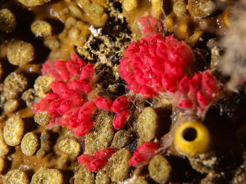 Sea sponges and ascidians 