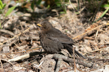 Female blackbird