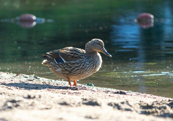 Mallard duck female