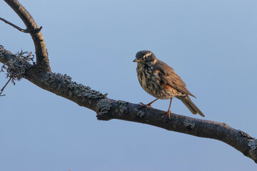 Redwing