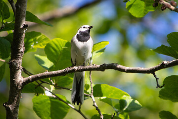 Wagtail