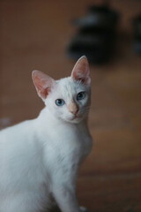 A white cat look at camera