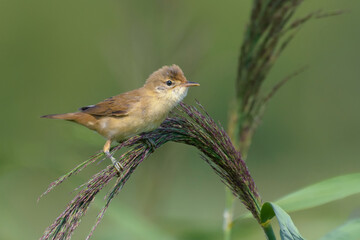 Marsh Warbler (Acrocephalus palustris) posing on reed panicle flower in late summer 