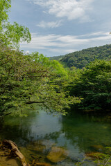 the river in the forest