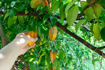 hand picking up a tree
