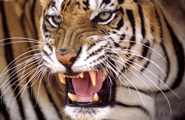 Tigress (Panthera tigris). Panna National Park.Madhya Pradesh.India.Asia.