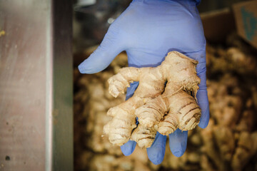hand holding a ginger bulb, Zingiber officinale, Sa Teulera farm, Petra, Mallorca, Balearic Islands, Spain
