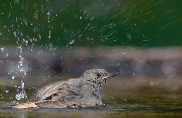 Young female Black Redstart (phoenicurus ochruros) during summer bath time with a lot of  water splashes 