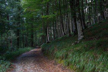 beech forest near Lizarrusti, GR 35 trail Altxonbide ibilbidea, Aralar natural park, Guipuzcoa-Navarra, Spain