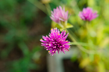Beautiful flowers in the backyard