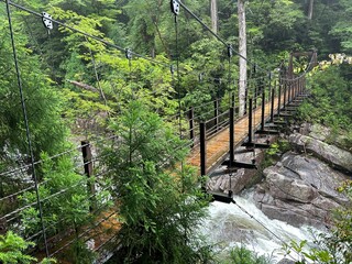 Yakusugi Land is a nature park populated by a number of yakusugi. The park is one of the most accessible places on Yakushima to see the ancient cedar trees.