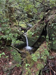 Yakusugi Land is a nature park populated by a number of yakusugi. The park is one of the most accessible places on Yakushima to see the ancient cedar trees.