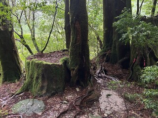 Yakusugi Land is a nature park populated by a number of yakusugi. The park is one of the most...