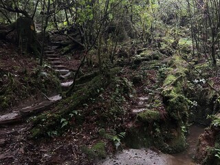 Yakusugi Land is a nature park populated by a number of yakusugi. The park is one of the most accessible places on Yakushima to see the ancient cedar trees.