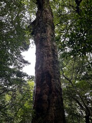 Yakusugi Land is a nature park populated by a number of yakusugi. The park is one of the most accessible places on Yakushima to see the ancient cedar trees.