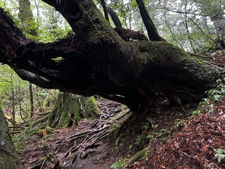 Yakusugi Land is a nature park populated by a number of yakusugi. The park is one of the most accessible places on Yakushima to see the ancient cedar trees.
