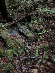 Yakusugi Land is a nature park populated by a number of yakusugi. The park is one of the most accessible places on Yakushima to see the ancient cedar trees.