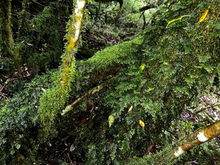 Yakusugi Land is a nature park populated by a number of yakusugi. The park is one of the most...