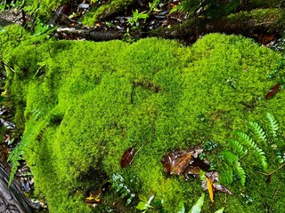 Yakusugi Land is a nature park populated by a number of yakusugi. The park is one of the most accessible places on Yakushima to see the ancient cedar trees.