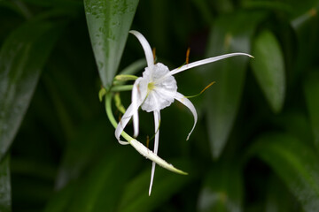 ヒメノカリス・カリバエア