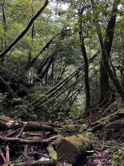 Yakusugi Land is a nature park populated by a number of yakusugi. The park is one of the most accessible places on Yakushima to see the ancient cedar trees.