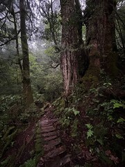 Yakusugi Land is a nature park populated by a number of yakusugi. The park is one of the most accessible places on Yakushima to see the ancient cedar trees.