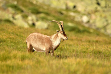 cabras monteses en la sierra de gredos.Avila.España