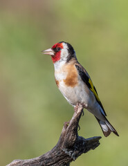 European goldfinch, Carduelis carduelis. A bird sitting on a branch on a beautiful flat background