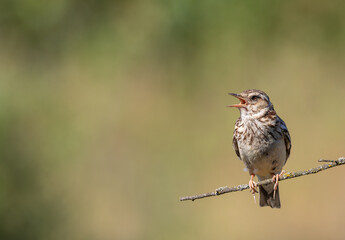 Woodlark, Lullula arborea. A bird sings sitting on a thin branch. Place for the text