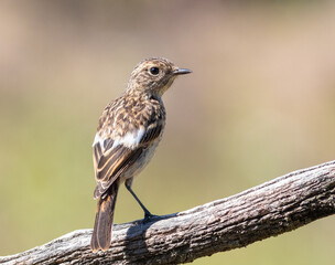 Fototapeta premium European stonechat, Saxicola rubicola. A young bird sits on a branch on a flat background