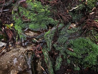 Yakusugi Land is a nature park populated by a number of yakusugi. The park is one of the most accessible places on Yakushima to see the ancient cedar trees.