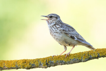Woodlark, Lullula arborea. Singing bird on a beautiful blurred background