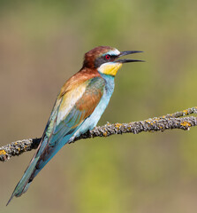 European bee-eater, merops apiaster. A bird with an open beak sits on a branch