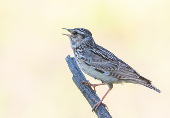 Woodlark, Lullula arborea. A singing bird sits on an old dry branch
