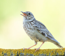 Fototapeta premium Woodlark, Lullula arborea. Singing bird on a beautiful blurred background