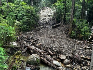 Yakusugi Land is a nature park populated by a number of yakusugi. The park is one of the most accessible places on Yakushima to see the ancient cedar trees.