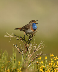 Fototapeta premium pechiazu en la sierra de gredos en avila.España