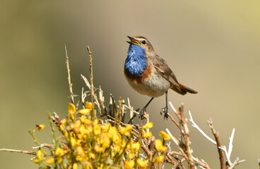 pechiazu en la sierra de gredos en avila.España