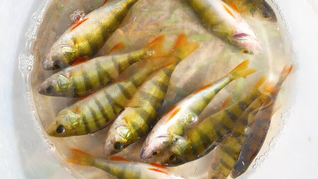 Freshly caught perch fish splashes in a bucket. Fishing as a hobby. Poaching fishing.