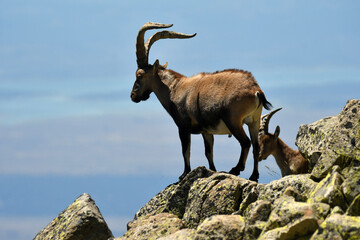 cabras monteses en la sierra de gredos.Avila.España