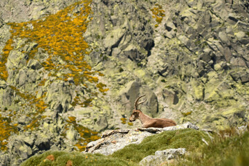 cabras monteses en la sierra de gredos.Avila.España