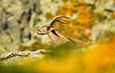 Obraz premium cabras monteses en la sierra de gredos.Avila.España